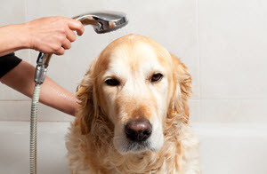 clogged shower drains