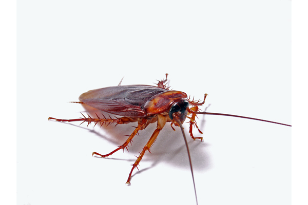 image of a cockroach that lives in a home plumbing system easton pa