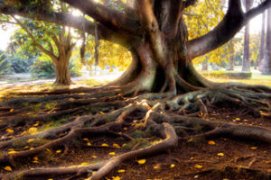 how tree roots can affect your plumbing