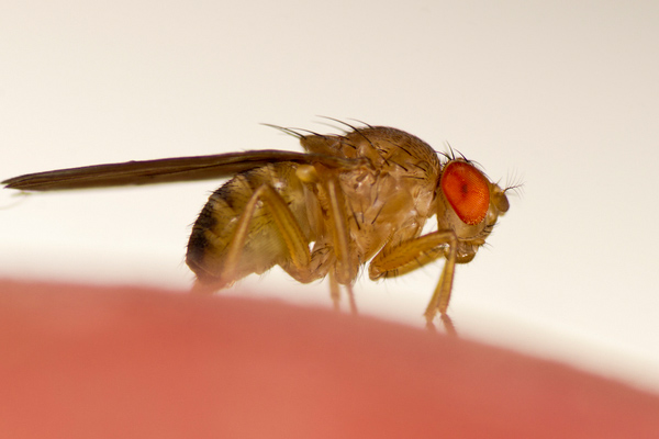 fruit flies in plumbing system
