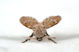 drain fly