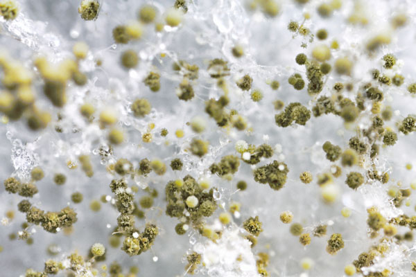 image of mold spores caused by a water leak