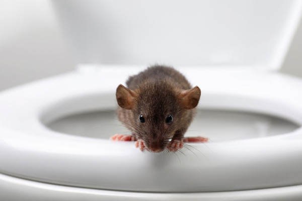 Avoid Dealing With Animals In Toilets - Robinson Plumbing