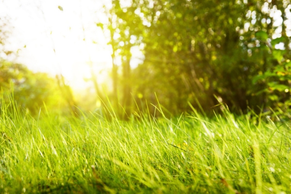 image of grass on a sunny day depicting summer