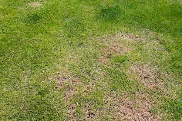 image of a dry grass spot depicting the need for an irrigation leak repair
