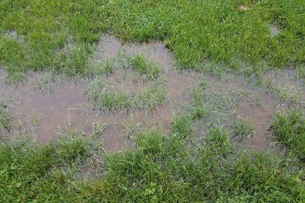 image of a flooded yard due to heavy rain