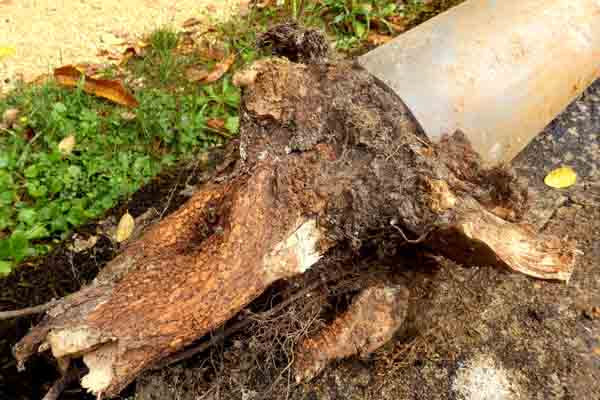 image of blocked drainage pipe due to tree roots