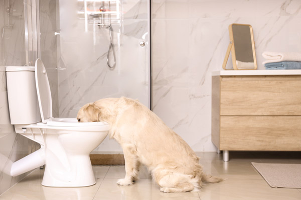 image of a dog drinking out of the toilet