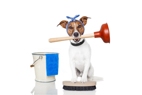 dog with a plunger in his mouth, beside a pail, and paws on a cleaning brush