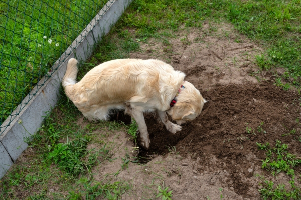 golden retriever digging in the garden